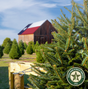 More than four million real Christmas trees are sold annually in Texas, supporting farms and agriculture businesses throughout the state. As the holiday season nears, Texas A&amp;M Forest Service encourages purchasing real Christmas trees to help boost the Texas economy.